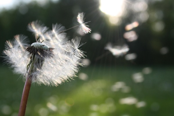Harmonizing Your Outdoor Haven: Discovering the Magic of Hummingbird Flutter Wind Chimes